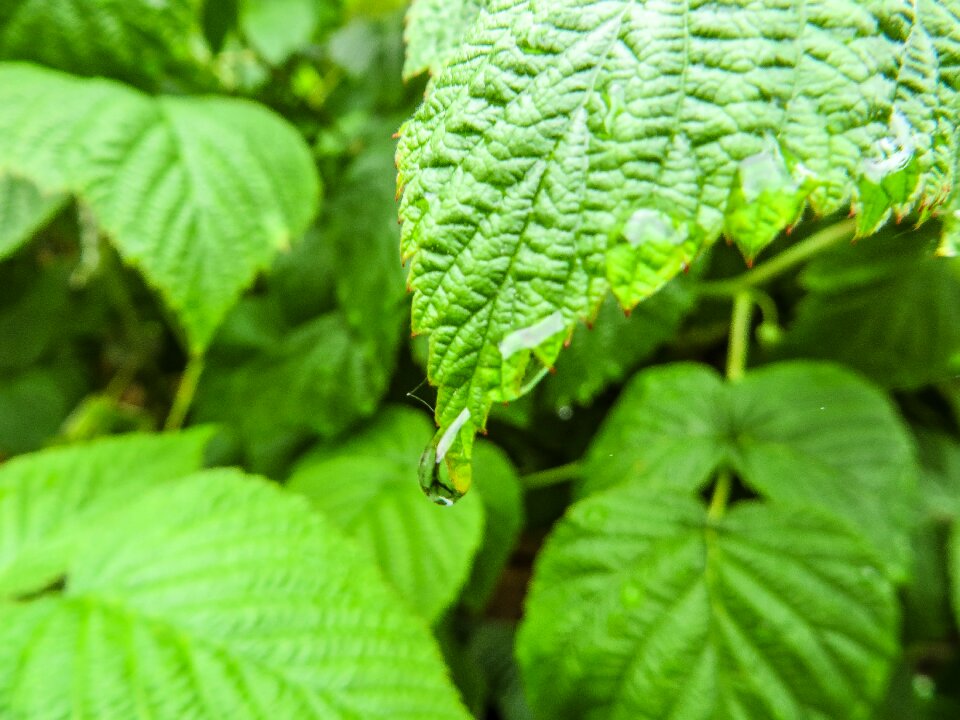 Leaves leaf drip photo