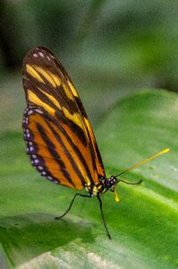 Note-passion butterfly butterfly tithorea harmonia