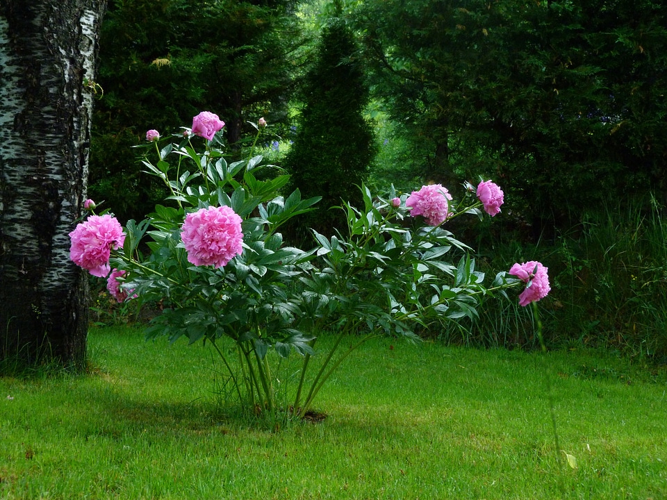 Peony rose blossomed petals