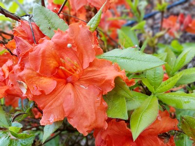 Spring azalea azaleas