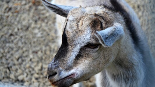 Buck animals village africa
