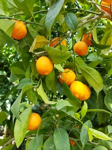 Citrus tree exotic