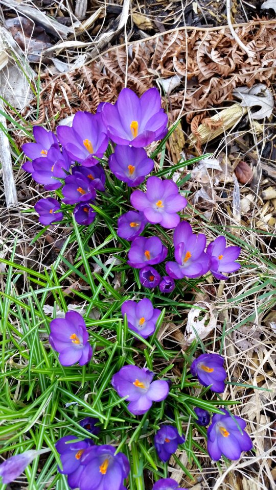 Spring flower grass nature