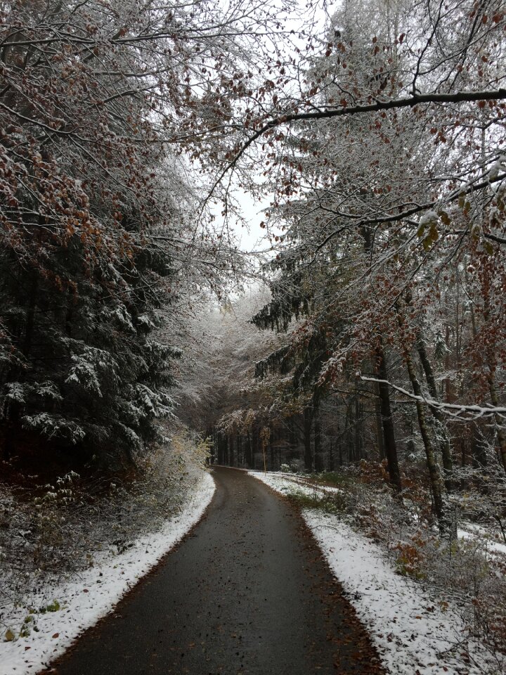 Snowy tree landscape