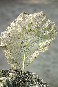 Perforated pest nature
