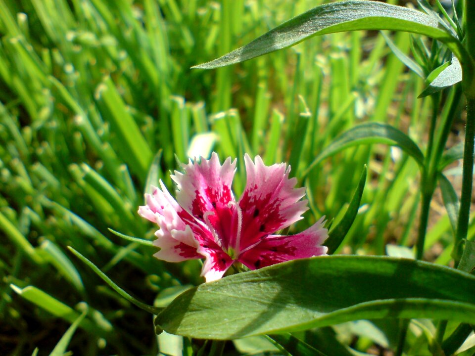 Pink flower summer