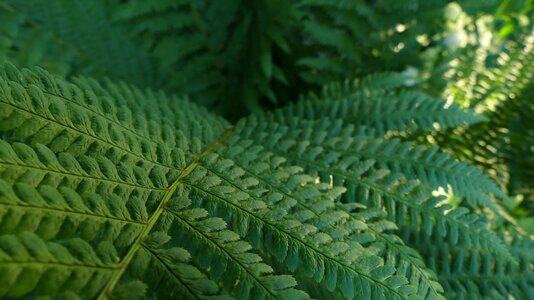 Leaves garden closeup