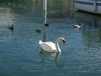 Swan at lake swan with ducks photo