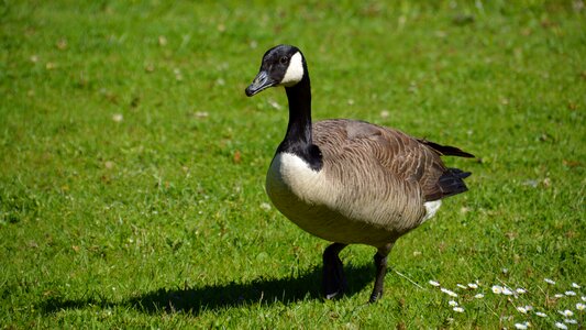 Goose animal poultry photo