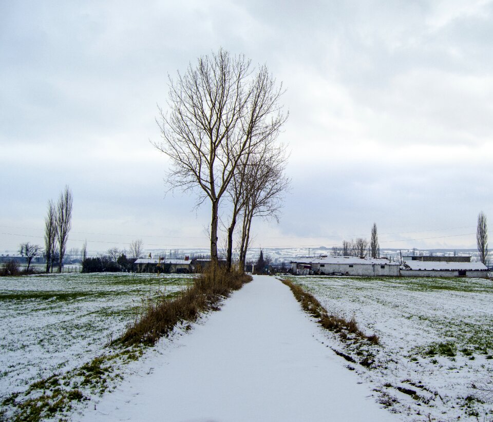 Nature snow landscape tree photo