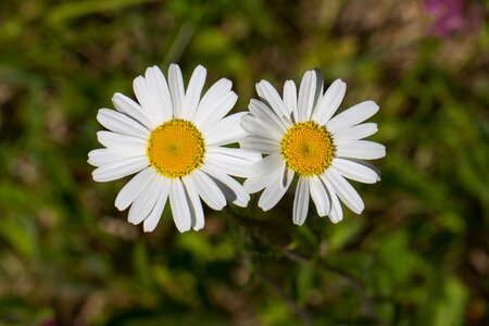 Flower white nature