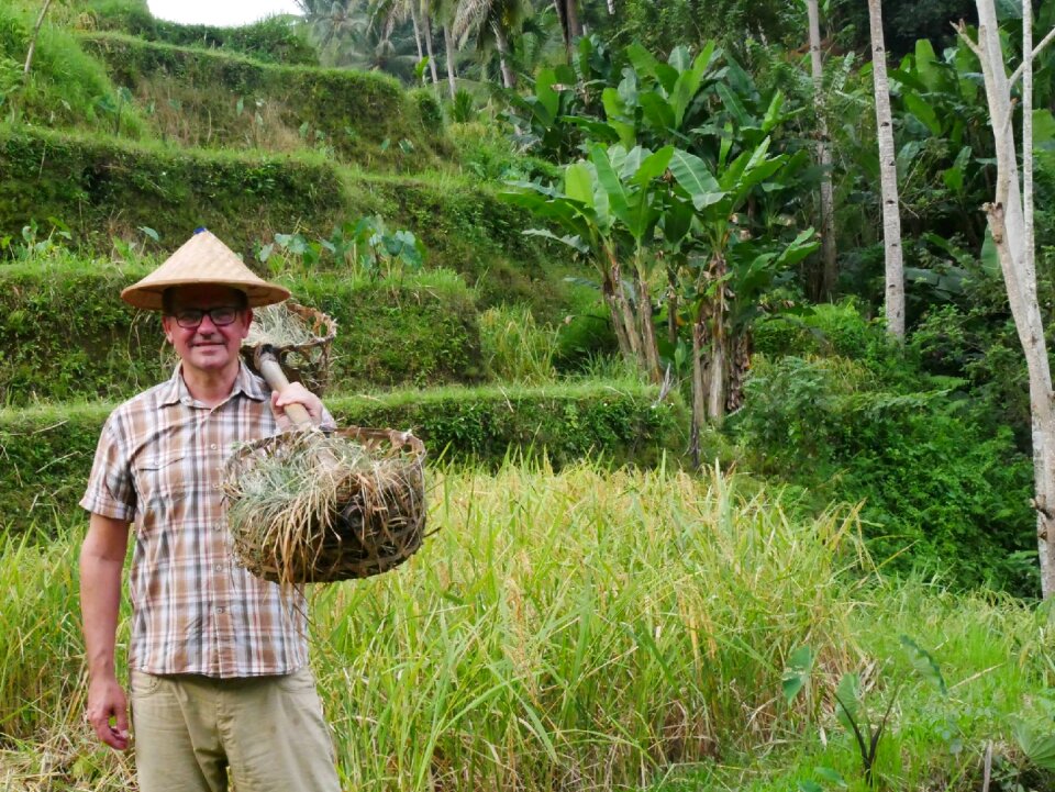 Rice cultivation paddy rice fields