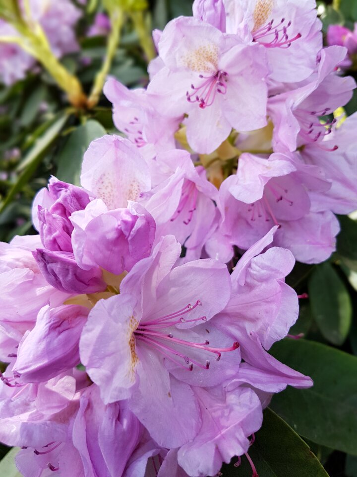 Spring rhododendron rhododendrons