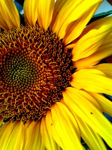 Yellow flower of sunflower petals