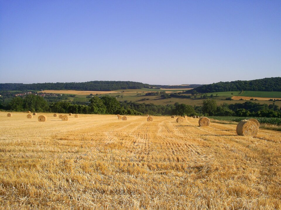 Agriculture wheat reap