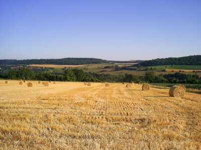 Agriculture wheat reap