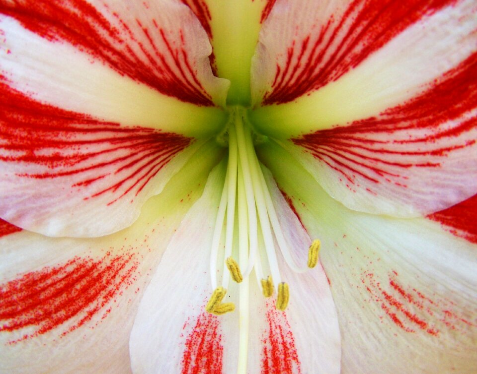 Amaryllis cone inflorescence bulbous plant