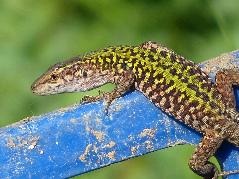 Lizard nature Free photos
