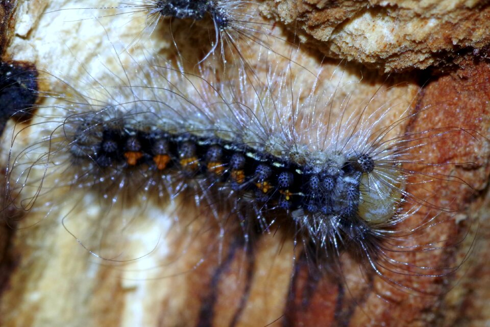 Insect hair butterfly