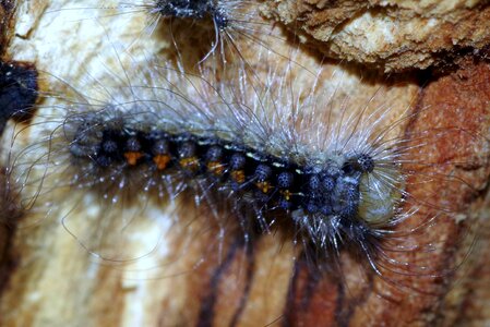 Insect hair butterfly