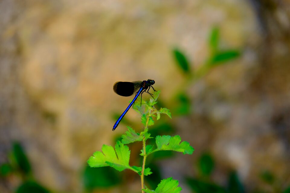 Nature blue close up