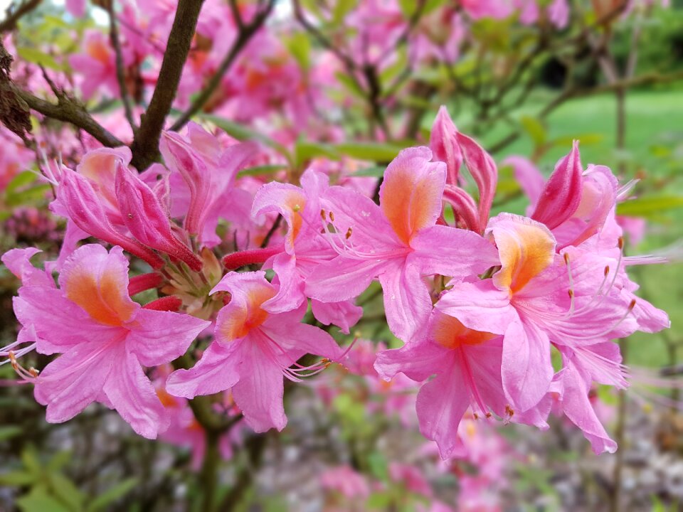 Azaleas pink azalea