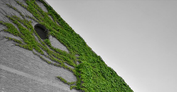 Ivy wall black and white