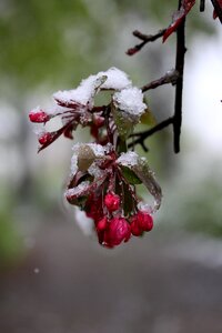 Frozen red march