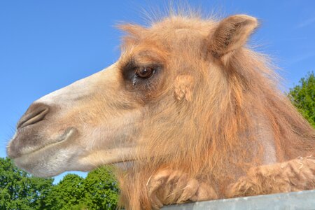 Hump paarhufer beast of burden photo