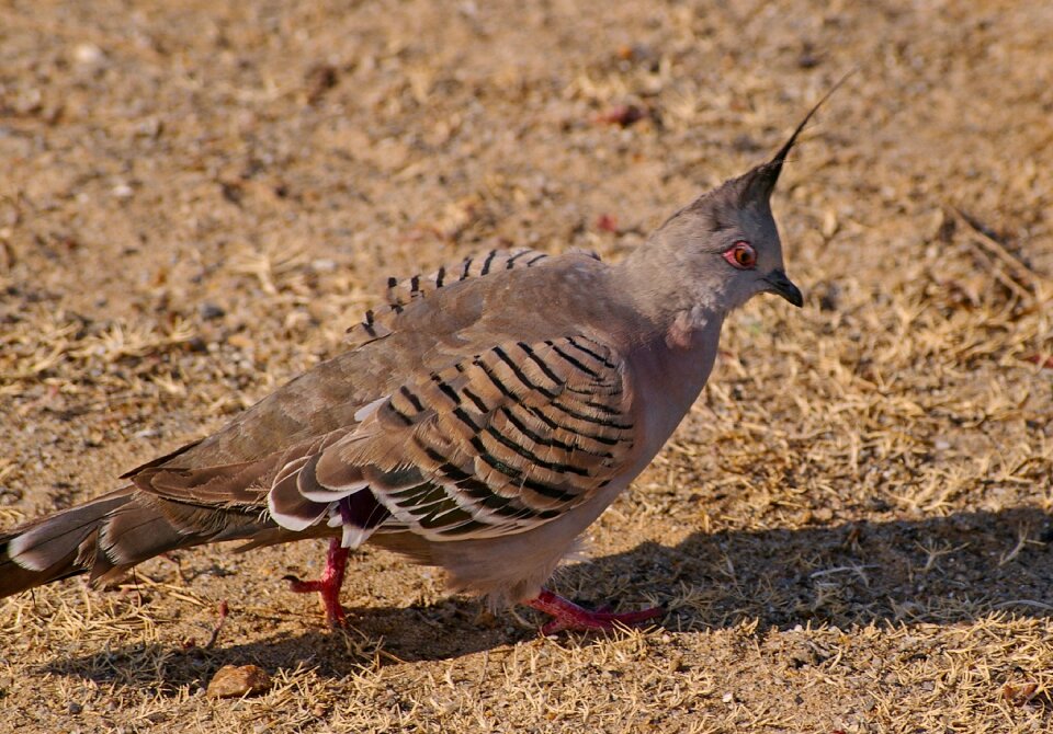 Brown striped crest