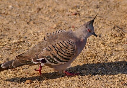 Brown striped crest