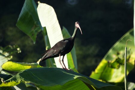 Quindio nature colombia