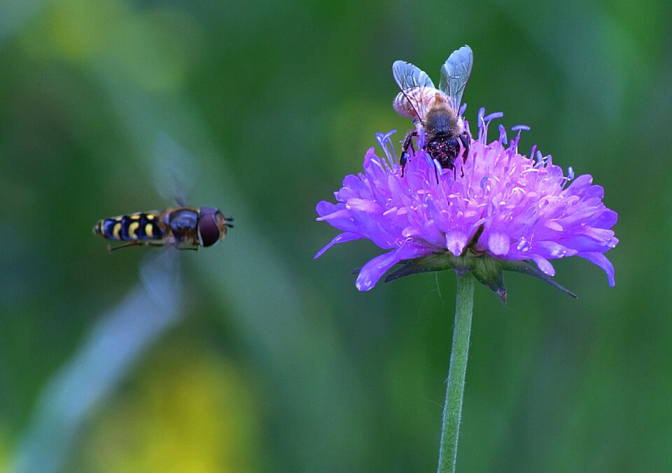 Pollination bloom insects