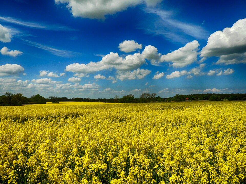 Rape blossom north-west mecklenburg summer