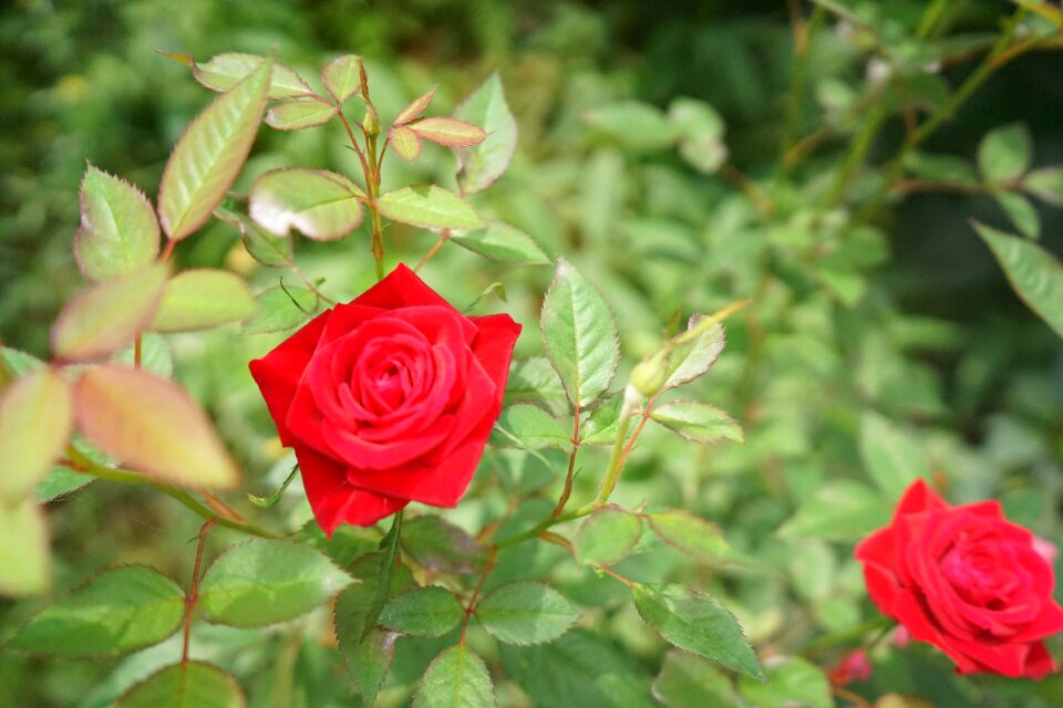 Cameron highland malaysia rose