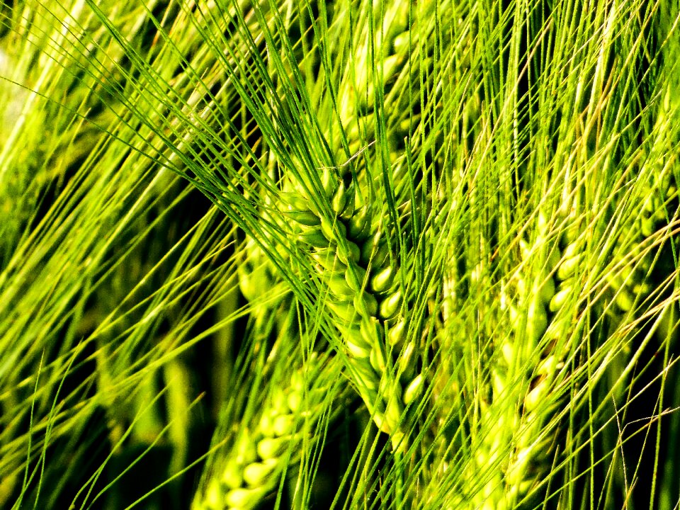 Field wheat ear greenish-yellow