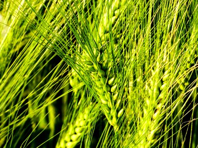 Field wheat ear greenish-yellow