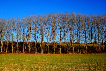 Fields blue fog photo