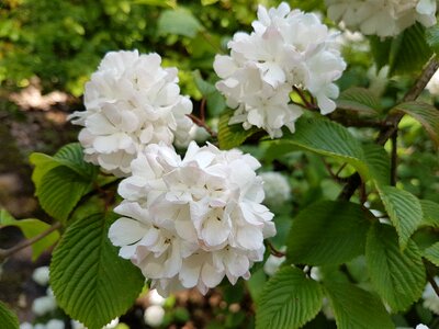 Spring viburnum white
