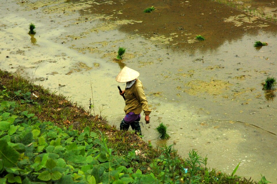 Viet nam rice field rice