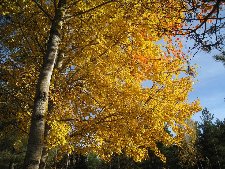 Sky blue tree asp