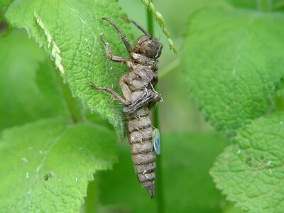 Disambiguation hexapod invertebrates dragonfly larva photo