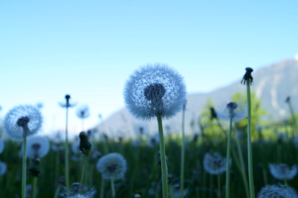 Nature close up pointed flower