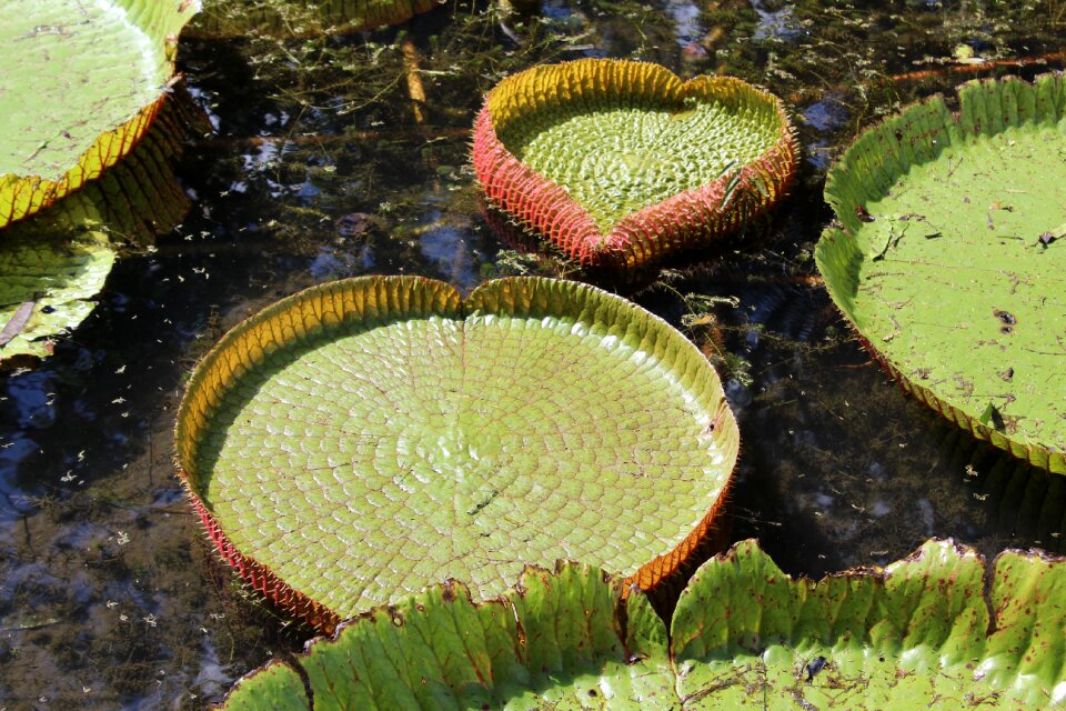 Green aquatic plant water lily
