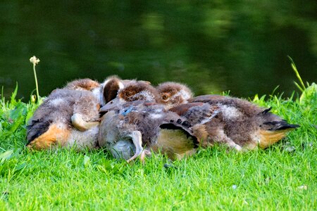 Goose bird birds