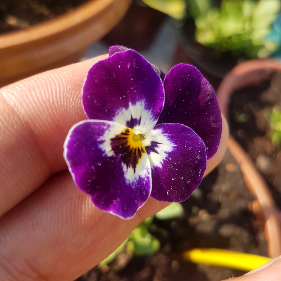Violet flower world