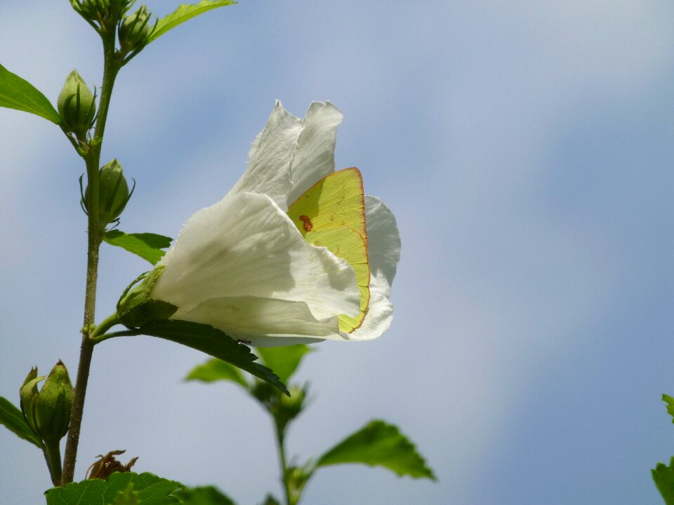 Nature summer plant