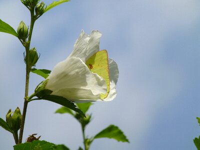 Nature summer plant