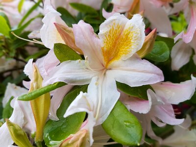 Spring azaleas azalea