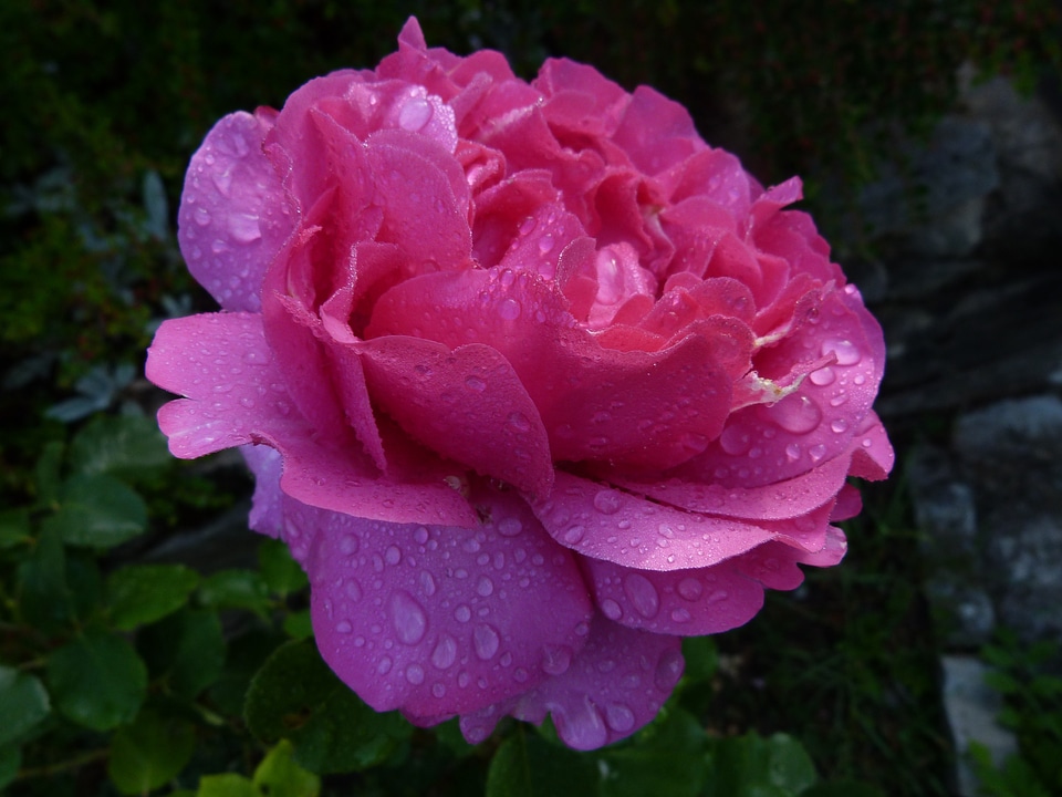 Petals spring pink rose